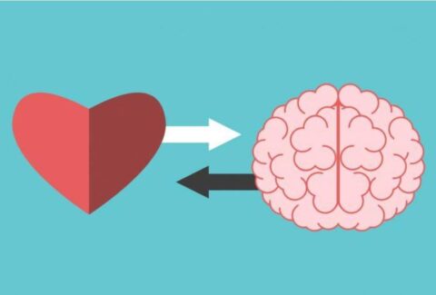 brain-heart