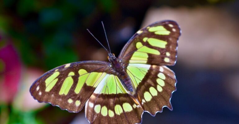 thomas-dewey-wQ7Rfr28nLI-unsplash